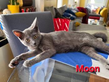Moon -  Domestic Short Hair Cat for Adoption in Duxbury, Massachusetts - Moon | PetCurious