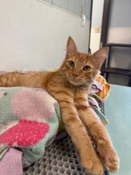 Rescue Maine Coon Cats for Adoption in Parlier, California - Cat 27050 (Dunkin) | PetCurious