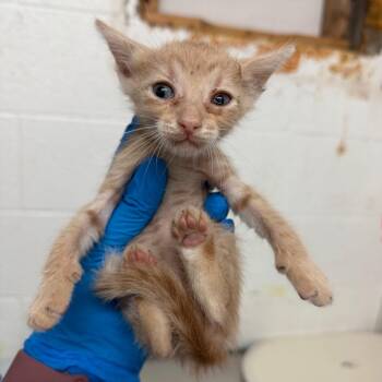 Whoopi -  Domestic Short Hair Cat for Adoption in Edinburg, Texas - Whoopi | PetCurious