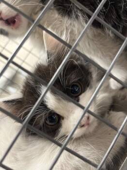 SPOON -  Domestic Medium Hair Cat for Adoption in Las Vegas, Nevada - SPOON | PetCurious