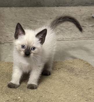 Zoe -  Siamese Cat for Adoption in Lancaster, California - Zoe | PetCurious