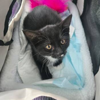 POPPY -  Tuxedo Cat for Adoption - POPPY | PetCurious