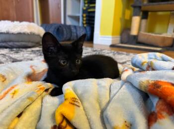 Waffle -  Domestic Short Hair Cat for Adoption in Aurora, Colorado - Waffle | PetCurious