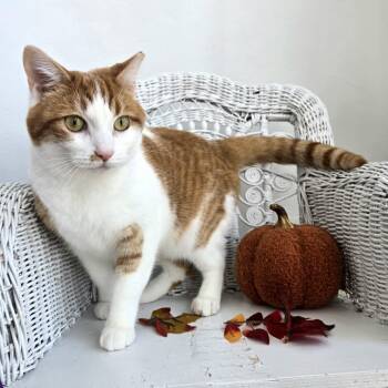 Rescue Domestic Short Hair Cats for Adoption in Eaton Rapids, Michigan - Struttin My Stuff 55355 | PetCurious