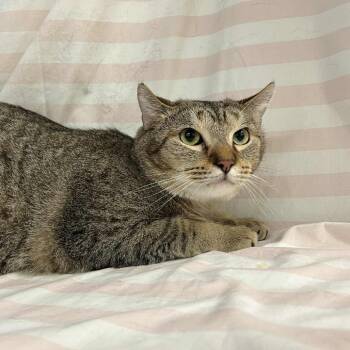 Rescue Domestic Short Hair Cats for Adoption in Lyndhurst, Virginia - Montale | PetCurious