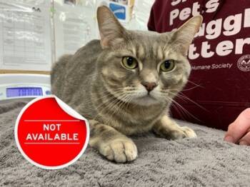 Rescue Domestic Short Hair Cats for Adoption in Lowell, Massachusetts - Khloe | PetCurious