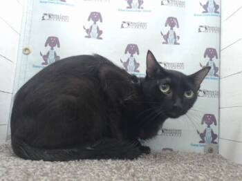 VETERAN -  Domestic Short Hair Cat for Adoption in Orlando, Florida - VETERAN | PetCurious