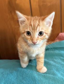 Domestic Long Hair Cats Available for Adoption in St. Augustine, Florida - Sumo | PetCurious