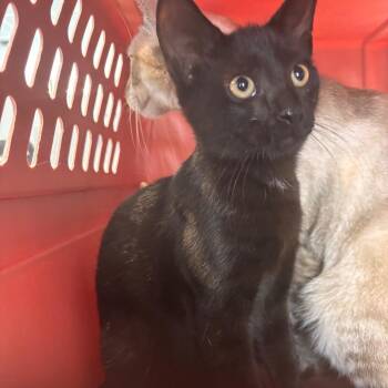Gus Gus -  Domestic Short Hair Cat for Adoption in Allentown, Pennsylvania - Gus Gus | PetCurious