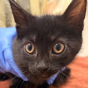 Jensen -  Domestic Short Hair Cat for Adoption in Murray, Utah - Jensen | PetCurious
