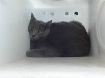GRUMPY -  Domestic Long Hair and Domestic Short Hair Cat for Adoption in Albuquerque, New Mexico - GRUMPY | PetCurious