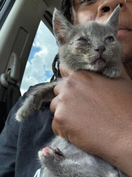 2026-07-080 -  Domestic Short Hair Cat for Adoption in Winder, Georgia - 2026-07-080 | PetCurious
