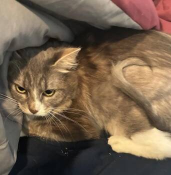 Domestic Short Hair Cats Available for Adoption in Troutdale, Oregon - Juno | PetCurious