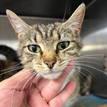 Victory -  Domestic Short Hair Cat Available for Adoption in Pennsville Township, New Jersey - Victory | PetCurious