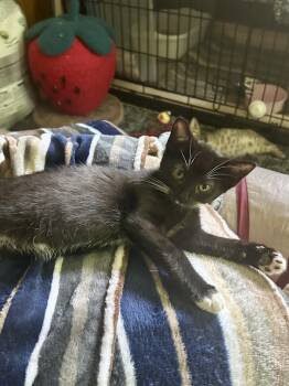 Rio -  Domestic Short Hair Cat for Adoption in Warrington, Pennsylvania - Rio | PetCurious