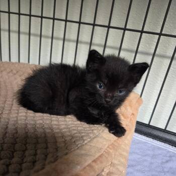 C-Note -  Domestic Short Hair Cat for Adoption in Dallas, Texas - C-Note | PetCurious
