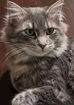 Domestic Long Hair and Tabby Cats Available for Adoption in Dallas, Texas - Bolita | PetCurious