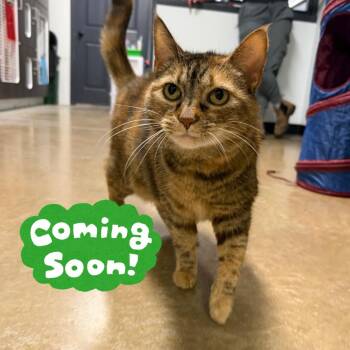 Kim Possible -  Domestic Short Hair Cat for Adoption in Waynesville, North Carolina - Kim Possible | PetCurious