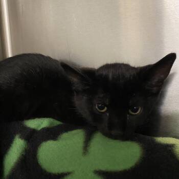 Debbie -  Domestic Short Hair Cat for Adoption in Wilmington, Delaware - Debbie | PetCurious