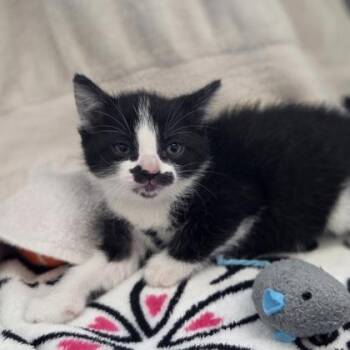 Playstation -  Domestic Short Hair Cat for Adoption in Westland, Michigan - Playstation | PetCurious