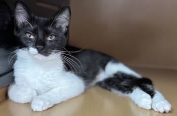 Rescue Domestic Short Hair Cats for Adoption in Seneca, South Carolina - Jazz $50 | PetCurious