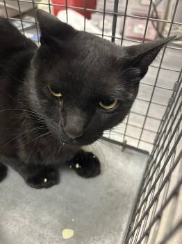 MR.RAY -  Domestic Short Hair Cat for Adoption in Las Vegas, Nevada - MR.RAY | PetCurious