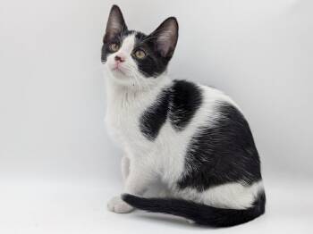 Carrington -  Domestic Short Hair Cat for Adoption in Powell, Ohio - Carrington | PetCurious