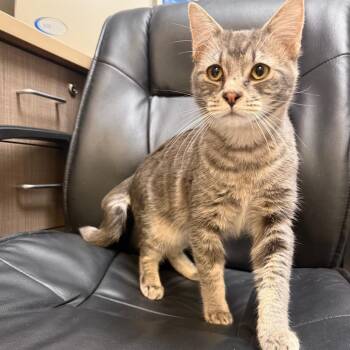 Domestic Short Hair Cats Available for Adoption in Great Falls, Montana - Kronk | PetCurious
