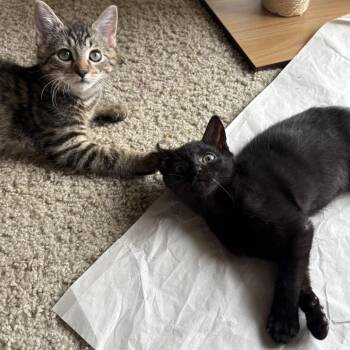 Drusilla -  Domestic Short Hair Cat for Adoption in Durham, North Carolina - Drusilla | PetCurious