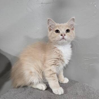 Rescue Domestic Long Hair and Maine Coon Cats for Adoption in Mastic, New York - Clove | PetCurious
