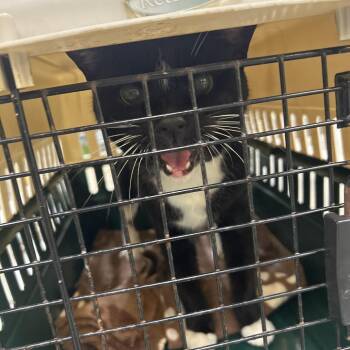 Roger -  Domestic Short Hair Cat Available for Adoption in Mt. Juliet, Tennessee - Roger | PetCurious