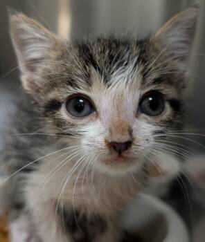 Richard -  Domestic Short Hair Cat for Adoption in Kemp, Texas - Richard | PetCurious