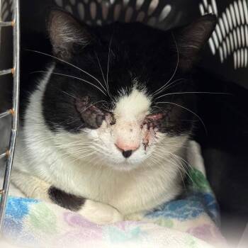 Domestic Short Hair Cats Available for Adoption in Abingdon, Maryland - 0426-149 Hank | PetCurious