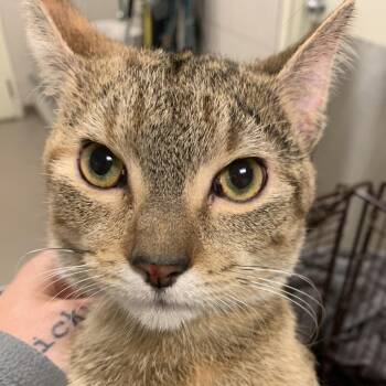Jill Valentine -  Domestic Short Hair Cat for Adoption in Chicago, Illinois - Jill Valentine | PetCurious