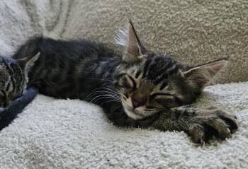 26-30 Dylan -  Domestic Medium Hair Cat for Adoption in St. Helens, Oregon - 26-30 Dylan | PetCurious