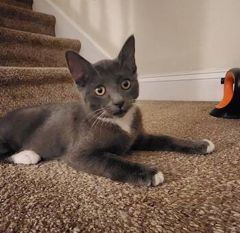 Rescue Domestic Short Hair Cats for Adoption in Philadelphia, Pennsylvania - Barfi Teegan | PetCurious