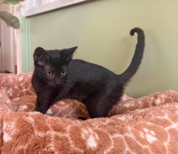 Suzi Remix -  Domestic Short Hair Cat for Adoption in Chandler, Arizona - Suzi Remix | PetCurious