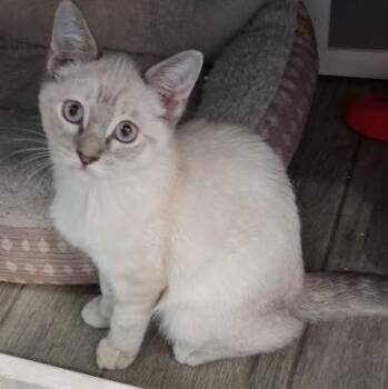 Misty -  Siamese Cat for Adoption in Mesquite, Nevada - Misty | PetCurious