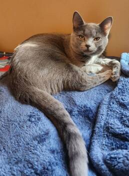 Rescue Domestic Short Hair Cats for Adoption in Glen Raven, North Carolina - MERLIN | PetCurious