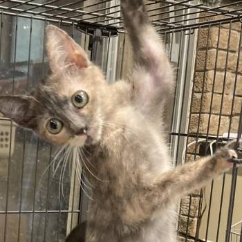 Domestic Short Hair Cats Available for Adoption - Candy | PetCurious