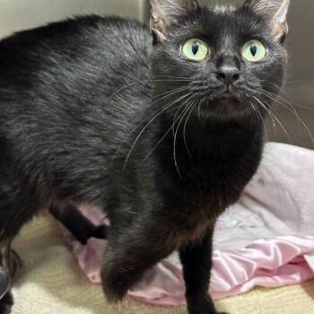 Emma -  Domestic Short Hair Cat for Adoption in Matteson, Illinois - Emma | PetCurious