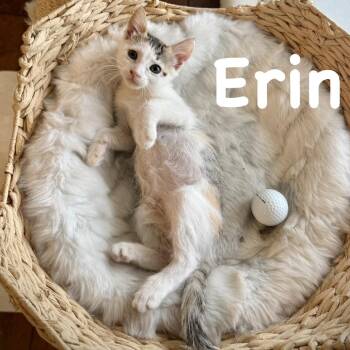 Erin -  Domestic Short Hair Cat for Adoption in Sarasota, Florida - Erin | PetCurious