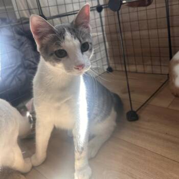 Domestic Short Hair Cats Available for Adoption - Doofy C10971 | PetCurious