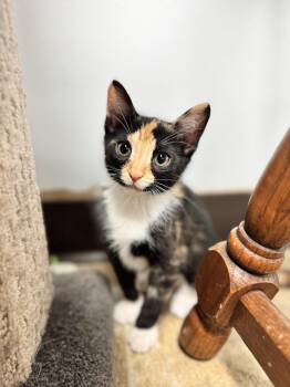 Domestic Short Hair Cats Available for Adoption in Mineral Point, Wisconsin - Korina | PetCurious