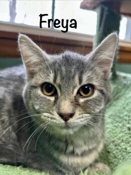 Domestic Short Hair Cats Available for Adoption - Freya | PetCurious
