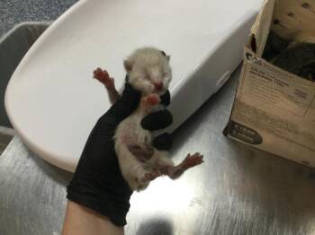 A1928976 -  Domestic Short Hair Cat for Adoption in Thousand Palms, California - A1928976 | PetCurious