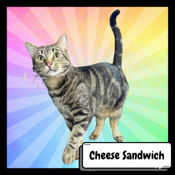 Rescue Domestic Short Hair Cats for Adoption in Suisun City, California - Cheese Sandwich | PetCurious