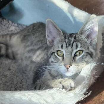 Jasper -  Domestic Short Hair Cat for Adoption in Lyle, Minnesota - Jasper | PetCurious