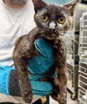 Kitts (TAS 3) -  Domestic Short Hair Cat for Adoption in Trenton, New Jersey - Kitts (TAS 3) | PetCurious