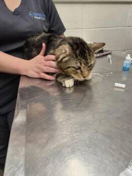 Domestic Short Hair Cats Available for Adoption in Covington, Louisiana - Bentley | PetCurious